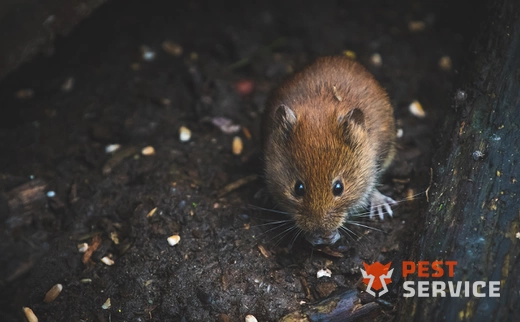 Дератизация в Сызрани